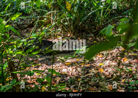 A Baird's tapir (Tapirus bairdii) laying in a mud during a hot day in the beautiful tropical rain forest of Corcovado National Park. Sirena Station. Stock Photo