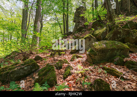 huge mossy rocks in the forest. beautiful nature scenery in spring. wild beech forest Stock Photo