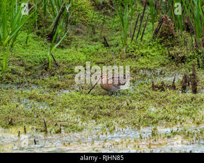 Snipe feeding by scrape in shallow water Stock Photo