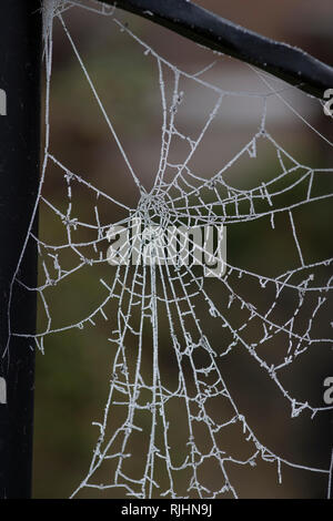 Spider's web (arachnid) on a garden railing with intricate detail frozen white by a hard overnight frost Stock Photo