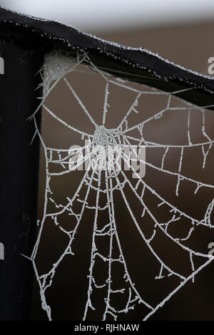 Spider's web (arachnid) on a garden railing with intricate detail frozen white by a hard overnight frost Stock Photo