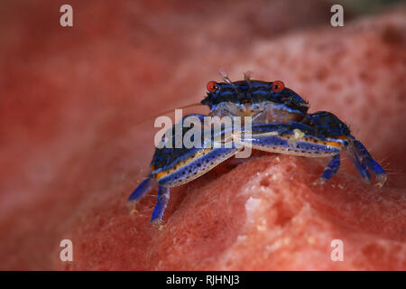 Blue sponge  porcelain crab (Aliaporcellana spongicola).  Picture was taken in Lembeh Strait, Indonesia Stock Photo