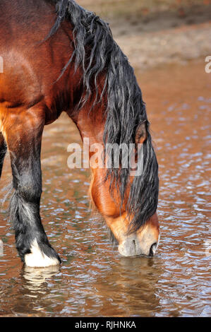 Bay draft horse with black mane drinks water from a muddy puddle. Vertical, side view, close up. Stock Photo