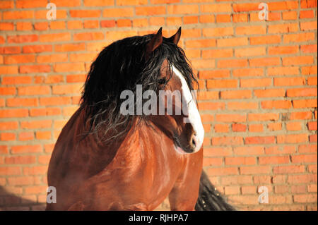 Bay draft horse with black mane and white nose stands beside red brick wall. Horizontal, sideways, portrait. Stock Photo