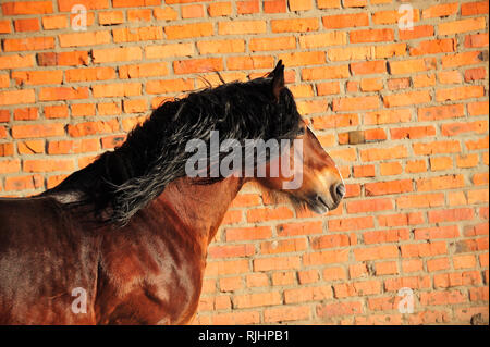 Bay draft horse with black mane stands beside red brick wall. Horizontal, side view, portrait. Stock Photo
