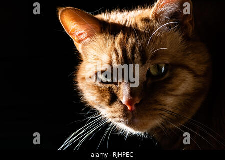 Orange cat looking at the camera; illuminated by bright sun on one side; dark background Stock Photo