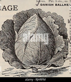 . Beckert's seeds. Commercial catalogs Seeds; Vegetables Seeds Catalogs; Bulbs (Plants) Seeds Catalogs; Fruit Seeds Catalogs; Flowers Seeds Catalogs; Garden tools Catalogs. Early Summer Cabbage SUPERIOR CABBAGE SEED. Extra Early Jersey Wakefield Cabbage. Cabbage is one of the gardener's most important crops, the value of which depends as largely upon the quality of the seed used as upon soil, climate and culture. They are usually sown early in spring in hotbeds, and later in the open ground for main and late crops. Seed sown in hotbed or greenhouse about February 15 will give plants large enou Stock Photo