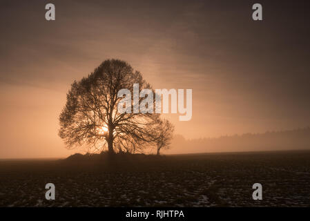 Linden tree at foggy sunset. Mystery sunset in the foothills of the Giant Mountains, Czech Republic. Stock Photo