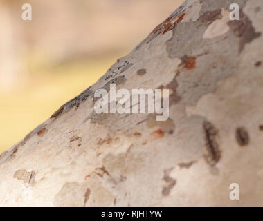 Selective focus of tree bark with blurred background Stock Photo
