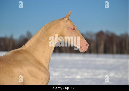 Cremello Akhal Teke horse stands in the winter pasture in the chill sunny day. Horizontal, portrait, side view. Stock Photo