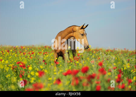 Golden akhal-teke horse with alaja decoration standing on a field full of red and yellow flowers Stock Photo