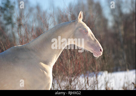 Perlino Akhal Teke horse stands in the winter pasture in the chill sunny day. Horizontal, portrait, side view. Stock Photo