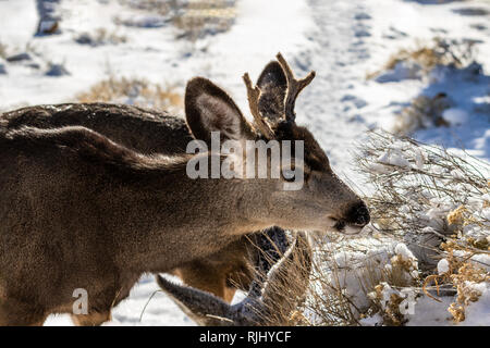 Male Kaibab deer (subspecies of mule deer) with antlers feeding during winter at Grand Canyon National Park. Snow in the background. Stock Photo