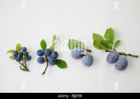 Prunus varieties.Blackthorn , Bullace Plum, Damson Plum , Plum (Prunus domestica) and Zwetschge (Prunus sub.domestica). Stock Photo