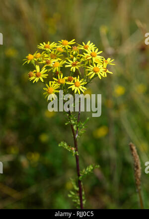Common Ragwort, Jacobea, Staggerwort (Senecio jacobaea) flowering. Germany Stock Photo