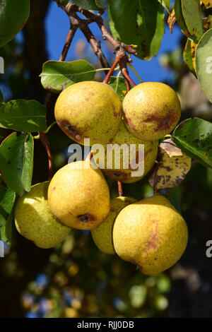 European Wild Pear (Pyrus pyraster). Ripe pears on a tree. Germany Stock Photo