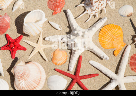 Seashells and starfishes on sand background Stock Photo
