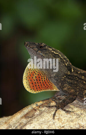 Brown Anole, Bahaman Anole (Norops sagrei, Anolis sagrei). Male displaying dewlap Stock Photo