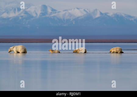 Polar Bear (Ursus maritimus, Thalarctos maritimus). Mother and three cubs walking in shallow water. Kaktovik, Alaska. Stock Photo