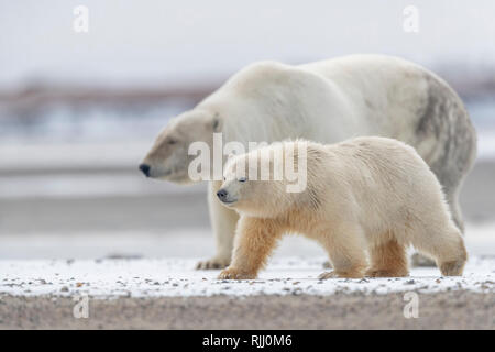 Polar Bear (Ursus maritimus, Thalarctos maritimus). Mother with cubs walking on a barrier island. Kaktovik, Alaska. Stock Photo