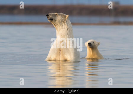 Polar Bear (Ursus maritimus, Thalarctos maritimus). Mother and cub in the sea. Kaktovik, Alaska.