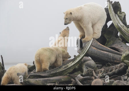 Polar Bear (Ursus maritimus, Thalarctos maritimus). Mother with cubs near by the bones pile, carcass of Bowhead whales hunt by the villagers. Stock Photo