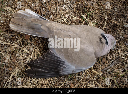 Dead dove laying on a backyard in Alpine, Texas Stock Photo