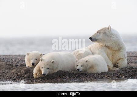 Polar Bear (Ursus maritimus, Thalarctos maritimus). Mother and three cubs resting on a barrier island. Kaktovik, Alaska. Stock Photo