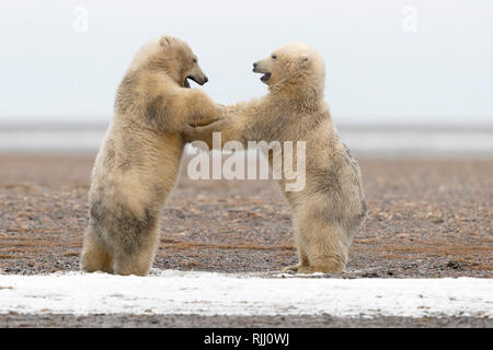 Polar Bear (Ursus maritimus, Thalarctos maritimus). Pair of cubs squabbling on a barrier island. Kaktovik, Alaska. Stock Photo