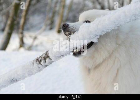 Samoyed with stick in the snow Stock Photo