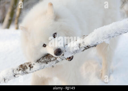 Samoyed with stick in the snow Stock Photo