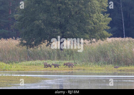 European  Wolf ( Canis lupus). Pack near water. Saxony, Germany Stock Photo