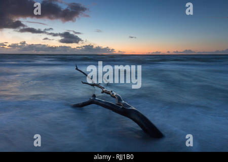 Evening mood at West coast of the Darss. Peninsula of Fischland-Darss-Zingst, Western Pomerania Lagoon Area National Park Stock Photo