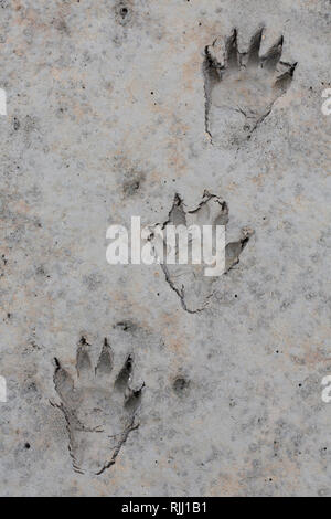 Raccoon tracks in the sand Stock Photo - Alamy