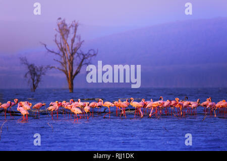 Big group of flamingos standing in lake during the rain in Kenya Nakuru national park, Africa Stock Photo