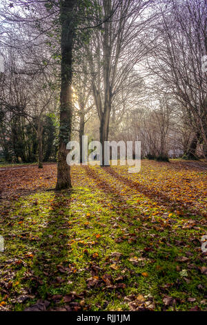 Winter sun shining through woodland trees Stock Photo