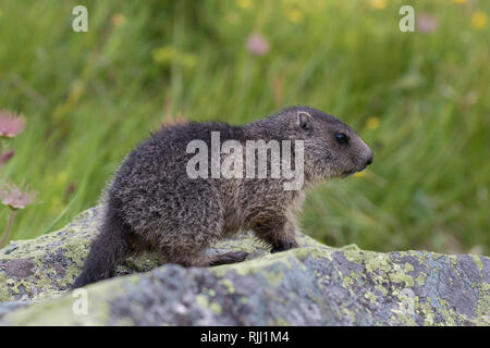 Alpine Marmot (Marmota marmota). Young on a rock. High Tauern National Park, Austria Stock Photo