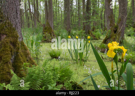 Alder carr with European Alder (Alnus glutinosa), Flag Iris, Yellow Flag (Iris pseudacorus) and Water Violet, Featherfoil (Hottonia palustris) Stock Photo