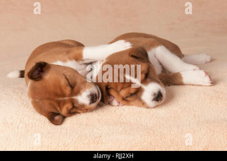 Basenji. Two puppies (4 weeks old) sleeping on a blanket. Germany Stock Photo