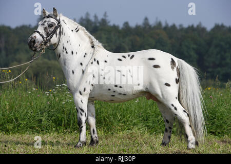 Shetland Pony. Miniature Appaloosa standing on a meadow. Germany Stock Photo