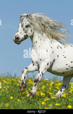 Shetland Pony. Miniature Appaloosa galloping on a meadow. Germany Stock Photo