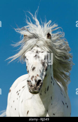 Shetland Pony. Portrait of Miniature Appaloosa gelding. Germany Stock Photo