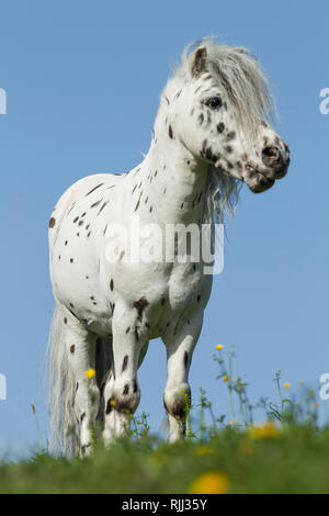 Shetland Pony. Miniature Appaloosa standing on a meadow. Germany Stock Photo