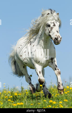 Shetland Pony. Miniature Appaloosa galloping on a meadow. Germany Stock Photo