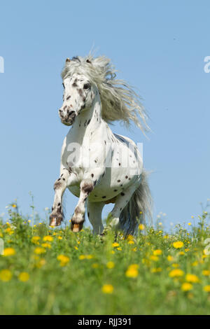 Shetland Pony. Miniature Appaloosa galloping on a meadow. Germany Stock Photo