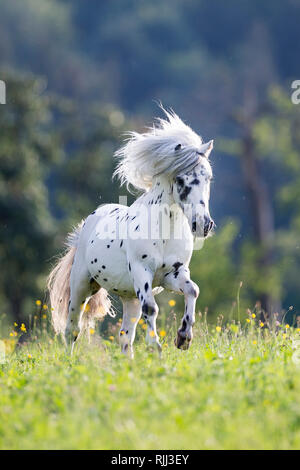 Shetland Pony. Miniature Appaloosa galloping on a meadow. Germany Stock Photo