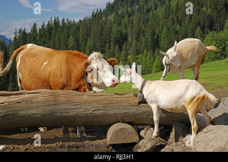 A red Hostein cow and two Saanen goats meeting each other at a salt lick, sniffing at each other.  Dolomites, South Tyrol, Italy Stock Photo