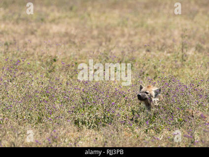 Spotted Hyena, Crocuta crocuta, in Ngorongoro Crater, Ngorongoro Conservation Area, Tanzania Stock Photo