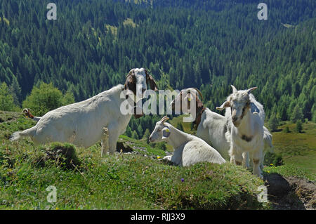 Domestic Goat. Adult Saanen Goats and Boer Goats lying and standing. Dolomites, South Tyrol, Italy Stock Photo