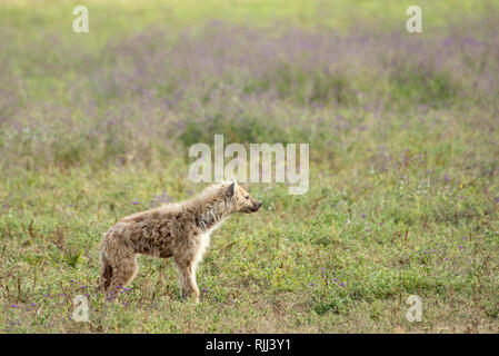 Spotted Hyena, Crocuta crocuta, in Ngorongoro Crater, Ngorongoro Conservation Area, Tanzania Stock Photo